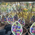 Muchovník (Amelanchier) ´PRINCESS DIANA´-výška 30-40 cm, kont P13 